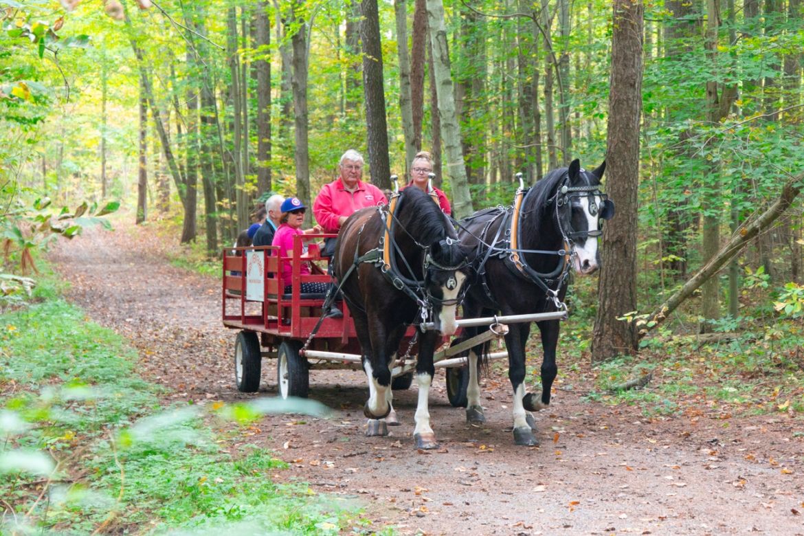Horse Walks in the woods