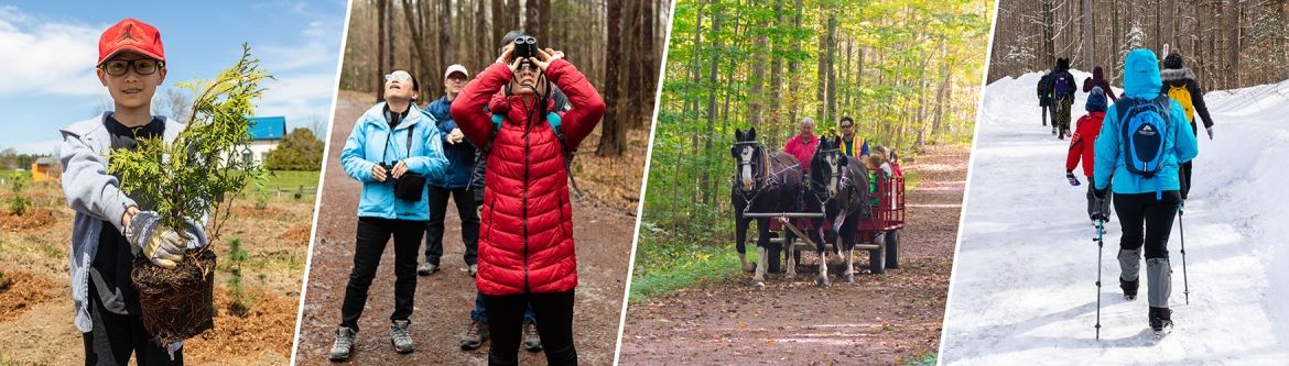 4 seasons of forest walks