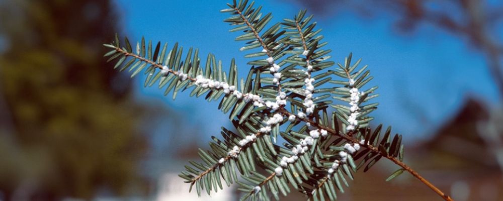 Hemlock Woolly Adelgid