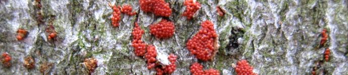 Beech Bark Disease