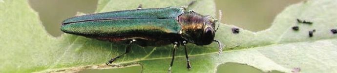 Emerald Ash Borer