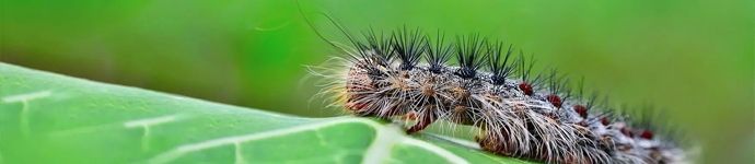 Spongy Moth
