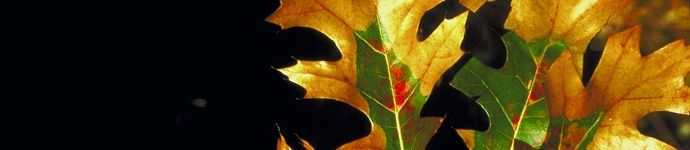 Oak Wilt