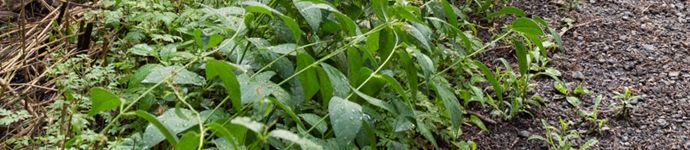 Dog Strangling Vine
