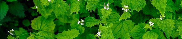 Garlic Mustard