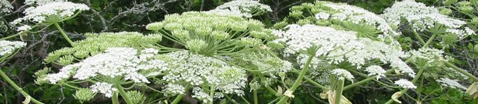 GiantHogweed