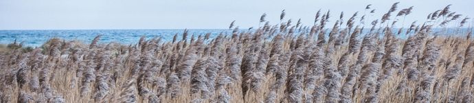 Phragmites