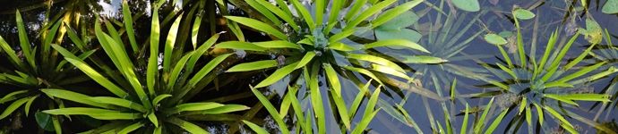 Water Soldier