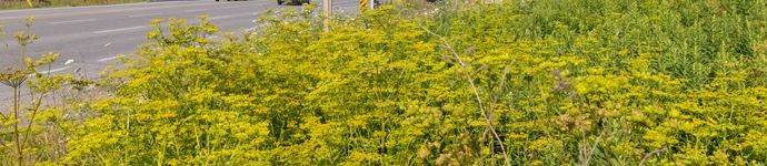 Wild Parsnip