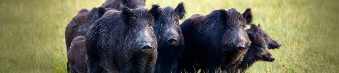 Wild Pigs