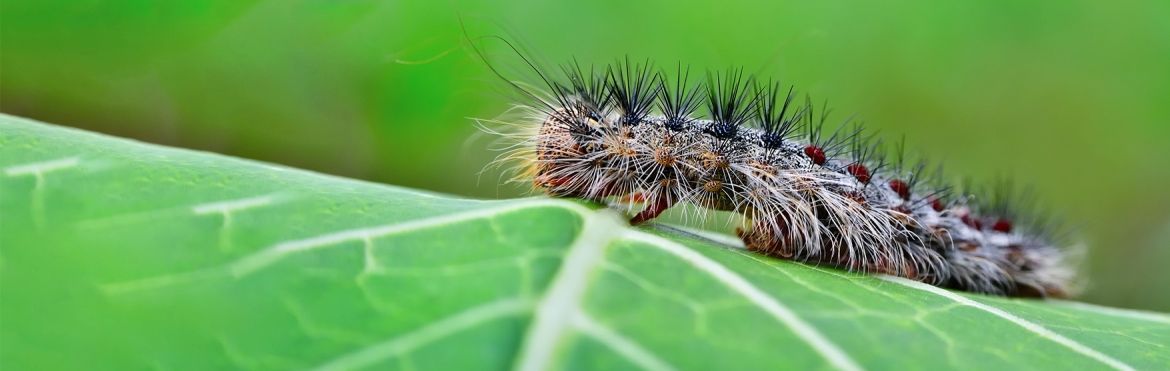 Spongy Moth