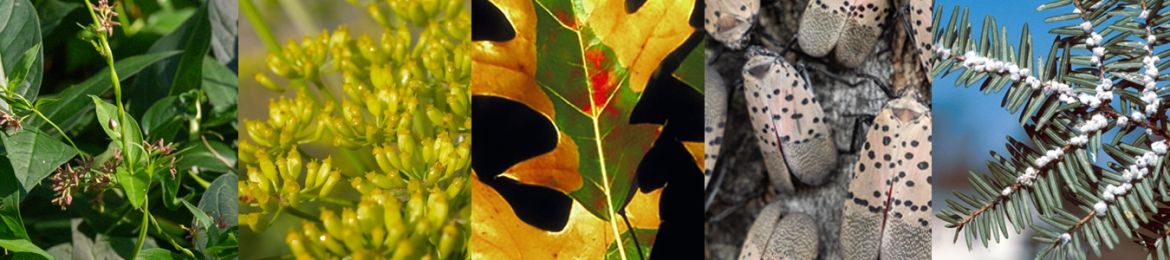 a collection of invasive species from ontario
