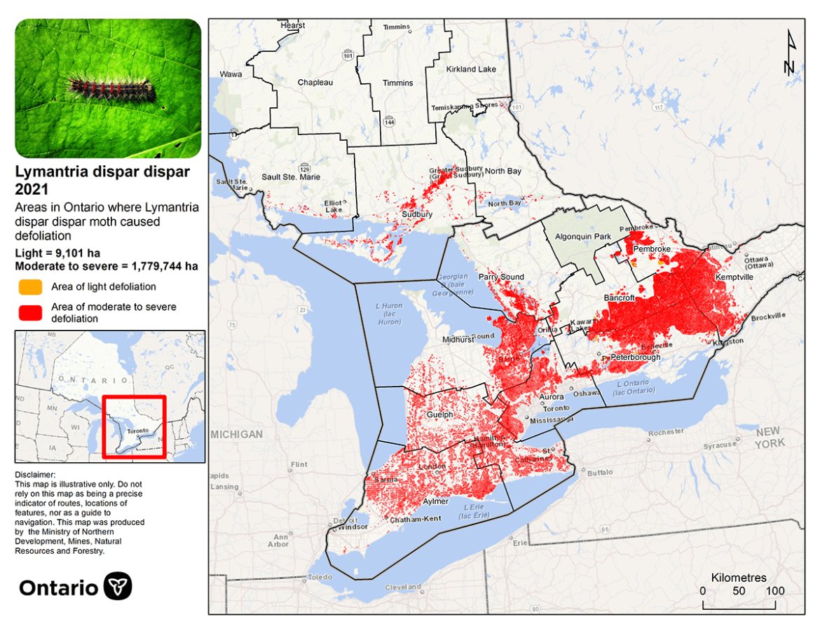 map of defoliation in southern ontario