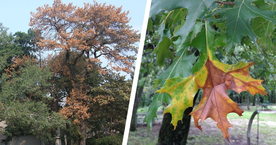 Oak Wilt