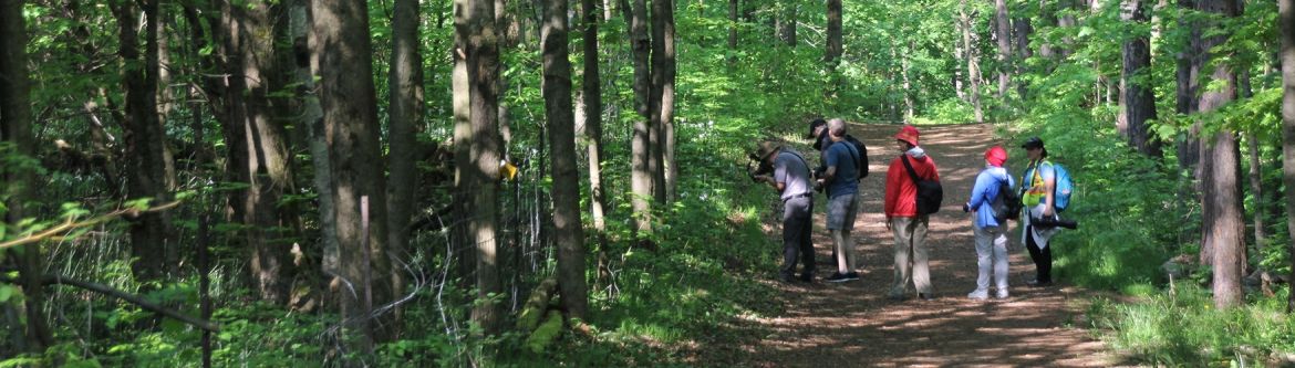 Residents walking through the York Regional Forest