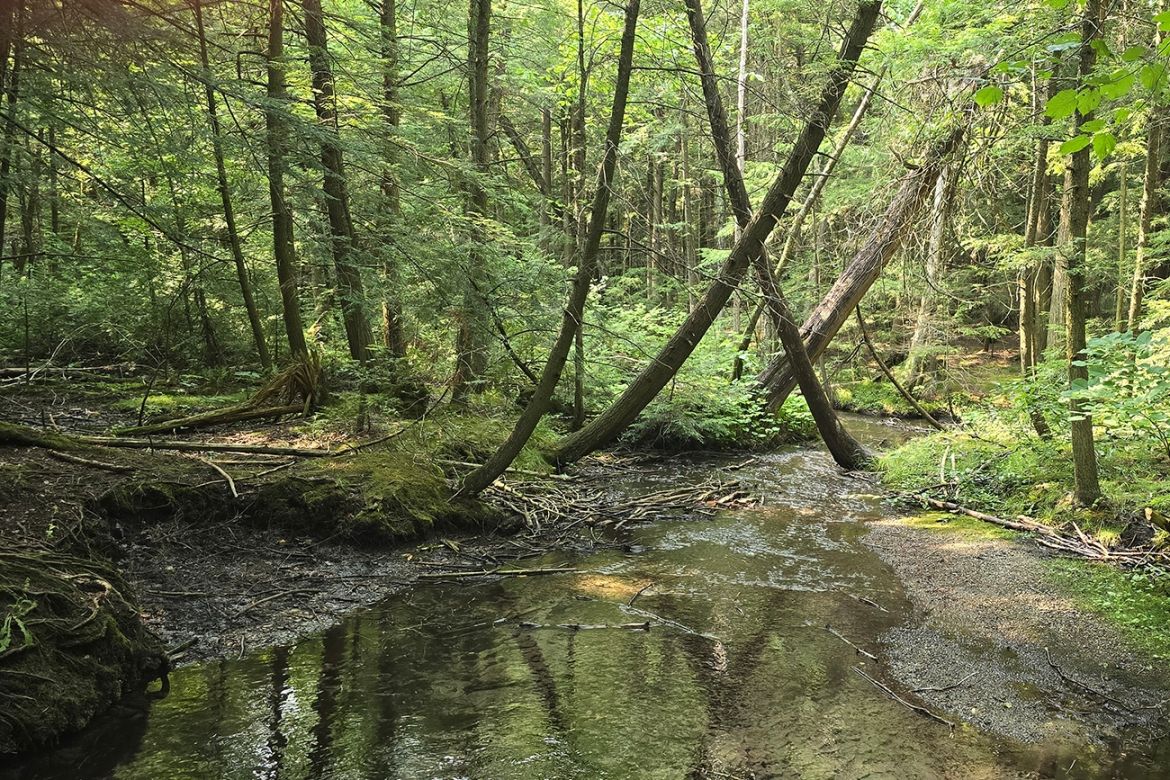 a beautiful forest pond