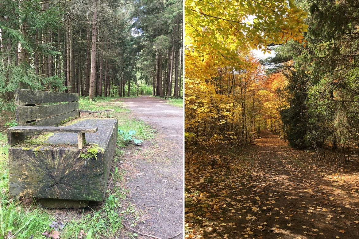 custom wood bench, fall forest