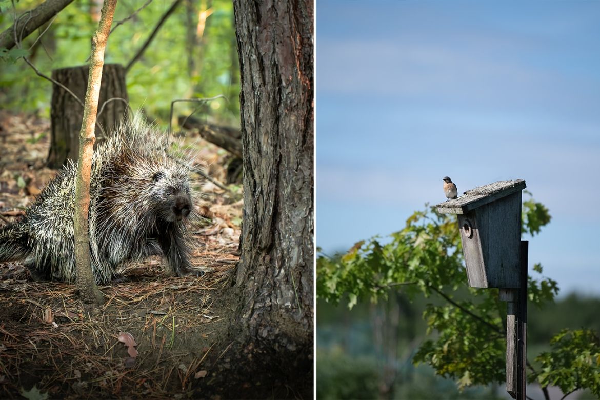 porcupine, little bird