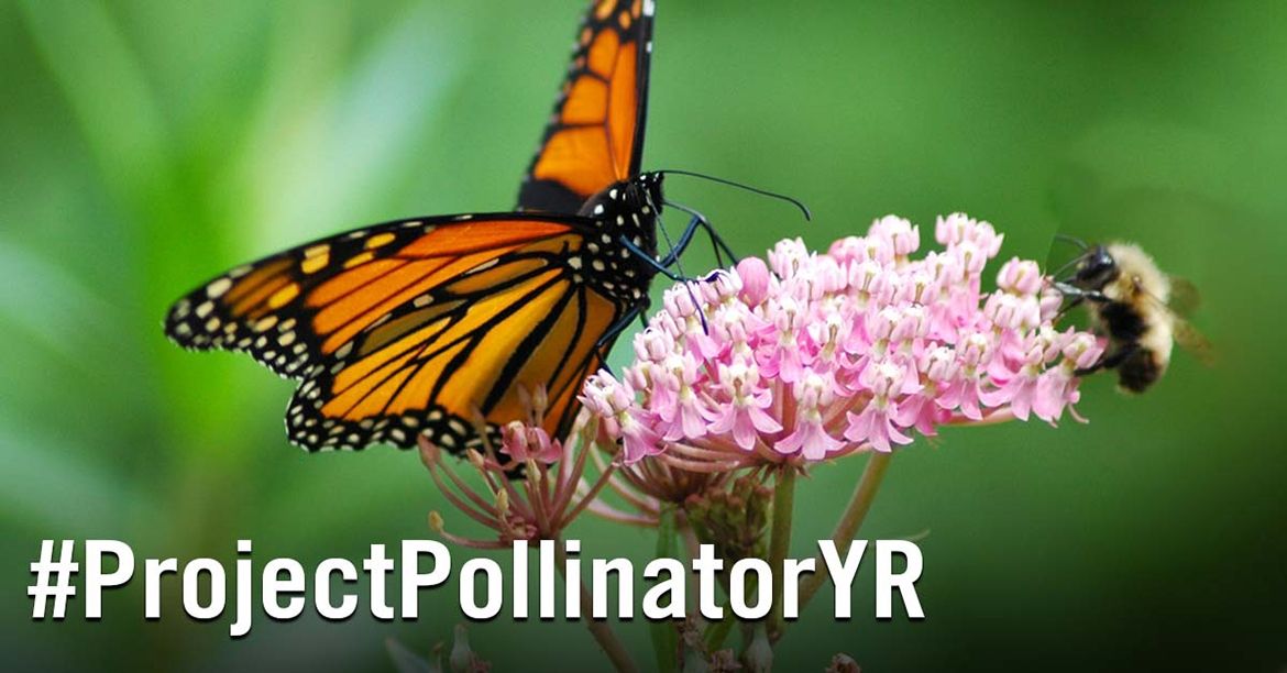 Project Pollinator