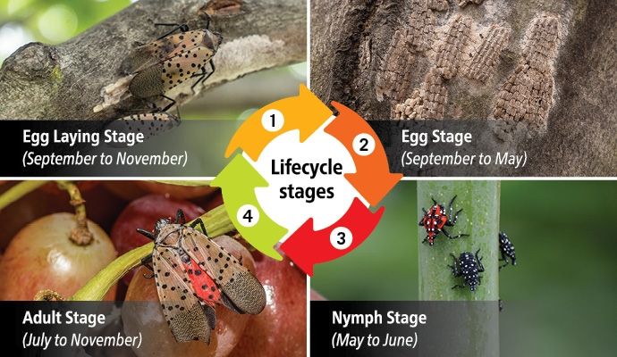 Spotted Lantern Fly LifeCycle