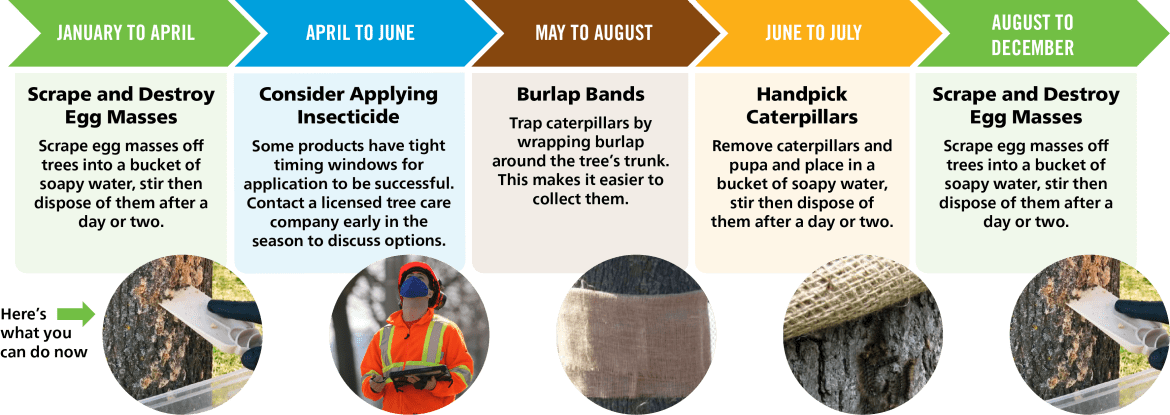 What you can do to protect your trees from spongy moth