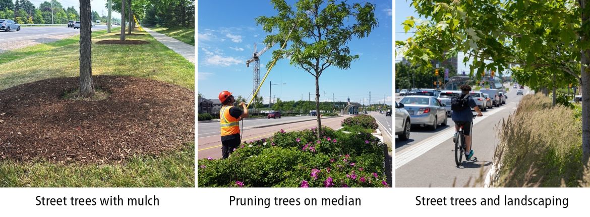 Street Trees
