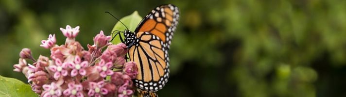 Photo of a monarch butterfly sitting on milkweed