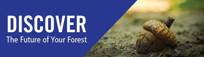 Discover the future of your forest