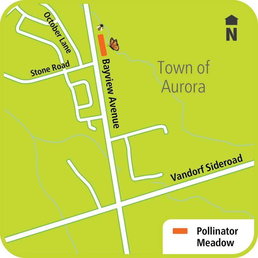 Map is showing the pollinator map at Bayview Avenue