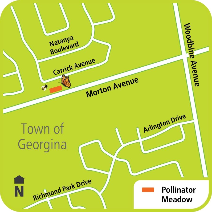 Map showing pollinator area effecting Morton Avenue between Woodbine Avenue and The Queensway