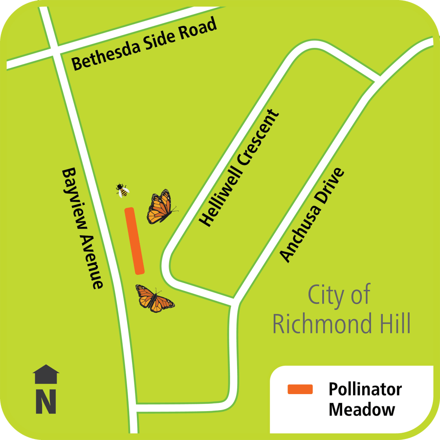 Map showing pollinator area affecting Bayview Avenue, south of Bethesda Side Road