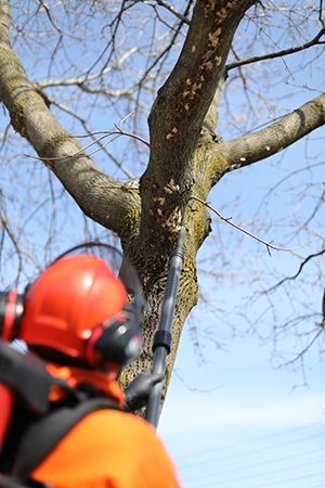 york region staff vacuuming egg masses off trees