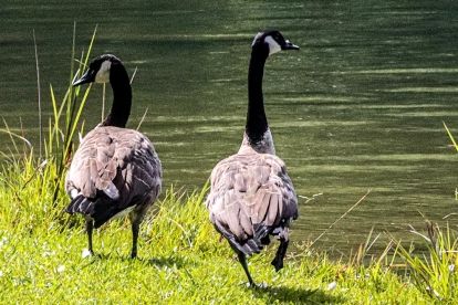 Two geese near a pond