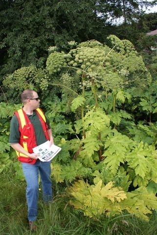 giant hogweed