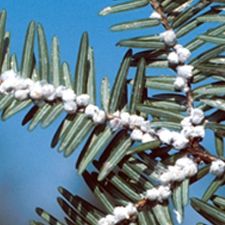 Hemlock Woolly Adelgid