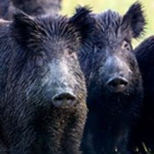 Wild Pigs