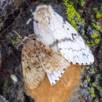 adult moths