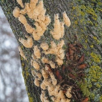 egg masses on trees