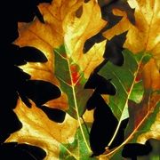 Oak Wilt