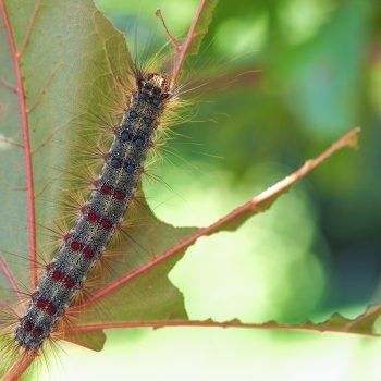 caterpillar eating leaf