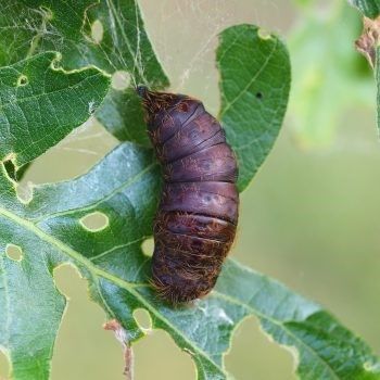 pupae stage
