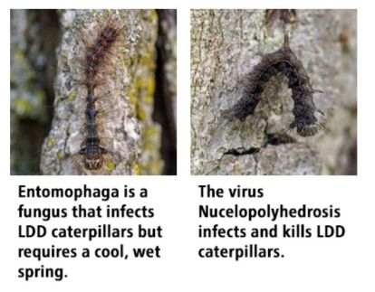 Spongy moths killed by natural enemies