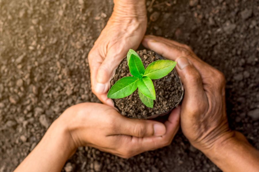 Hands holding potted plant