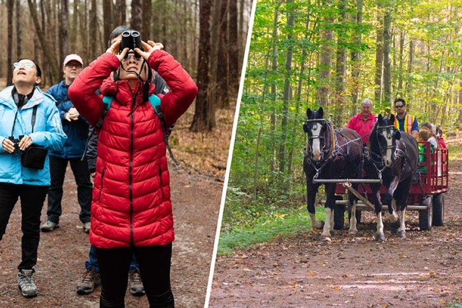 4 seasons of forest walks
