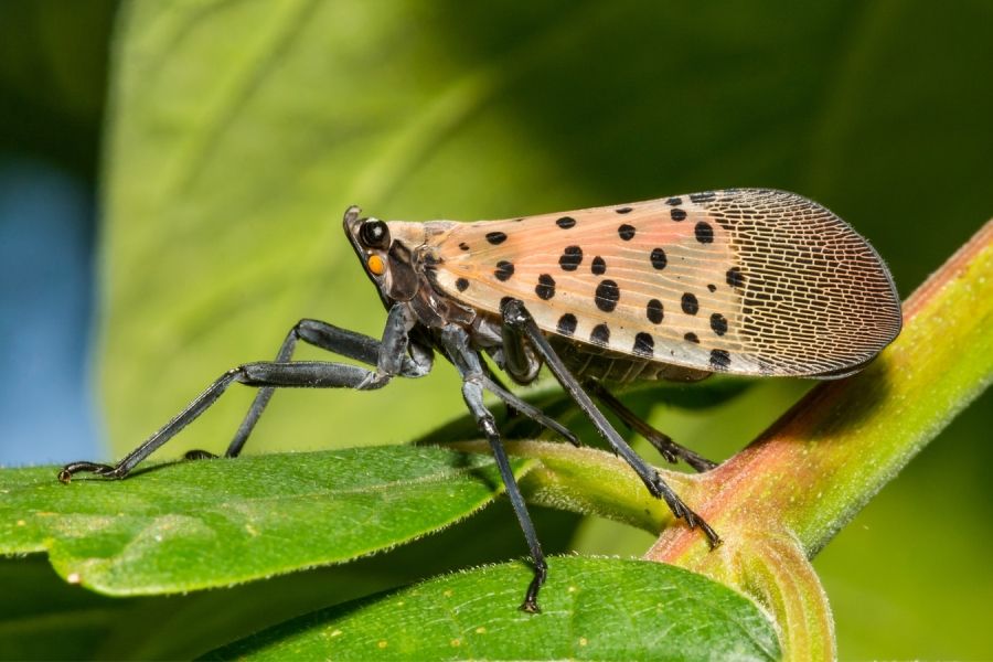 Spotted Lantern Fly, sitting on a leaf
