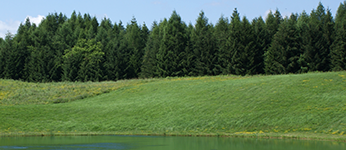 photo of green pine trees behind a grass hill that is in front of a pond.
