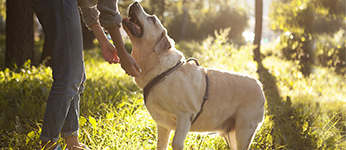 A dog and person playing outdoors